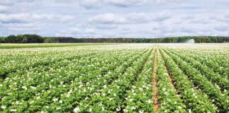 Se venden 34, 75 derechos de la región 1 y 6,96 derechos de la región 7