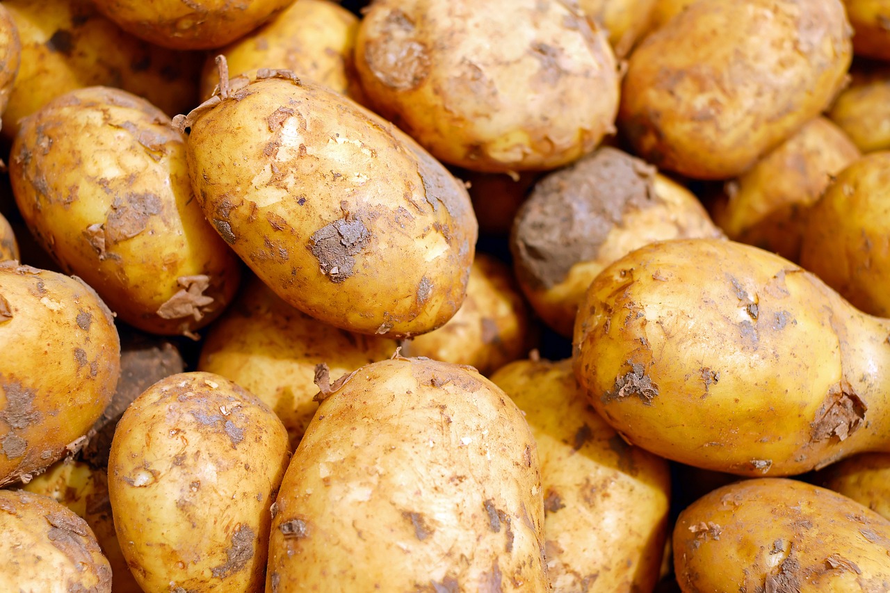 ASAJA Valladolid alerta sobre la entrada masiva de patata francesa al inicio de la campaña de recogida de la tardía de nuestro país