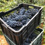 ASAJA VALLADOLID organiza un Curso Gratuito sobre Poda de Respeto en Viñedo ASAJA VALLADOLID organiza un Curso Gratuito sobre Poda de Respeto en Viñedo