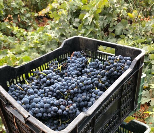 ASAJA VALLADOLID organiza un Curso Gratuito sobre Poda de Respeto en Viñedo ASAJA VALLADOLID organiza un Curso Gratuito sobre Poda de Respeto en Viñedo