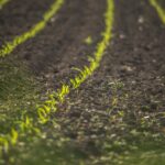 Se venden 10,45 derechos de la Región 1 Se venden 19,14 derechos de la Región 1