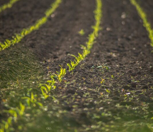 Se venden 10,45 derechos de la Región 1 Se venden 19,14 derechos de la Región 1