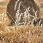 Se venden 4,54 derechos de la Región 1 de secano Se venden 3,78 derechos de la Región 1