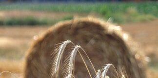 Se venden 18 derechos de la región 1 de secano Se venden 3,78 derechos de la Región 1