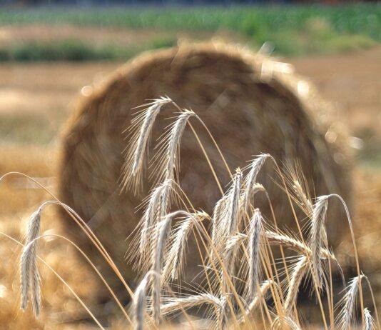 ASAJA y ALIANZA UPA-COAG convocan a todos los profesionales a la concentración en defensa de la agricultura cerealista Se venden 3,78 derechos de la Región 1