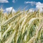 Se venden 5 derechos de la Región 2 con un valor nominal de 84,24 €. Se venden 17,33 derechos de la región 1 y 5,68 derechos de la región 4.