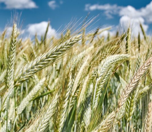 Se venden 5 derechos de la Región 2 con un valor nominal de 84,24 €. Se venden 17,33 derechos de la región 1 y 5,68 derechos de la región 4.