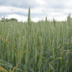 Contrata con ASAJA Valladolid el “Seguro de Más Valor” Contrata con ASAJA Valladolid el “Seguro de Más Valor”