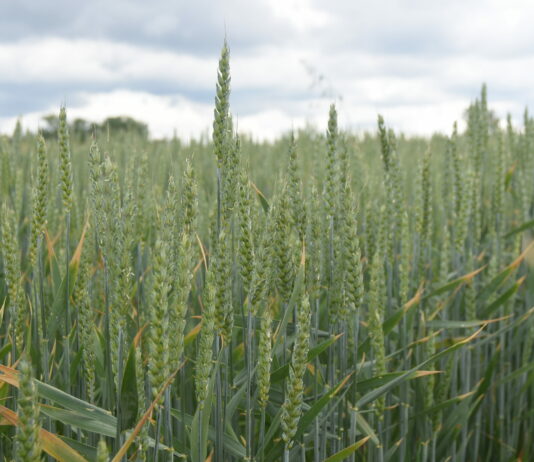 Se venden 20 derechos de secano de la Región 1 Contrata con ASAJA Valladolid el “Seguro de Más Valor”