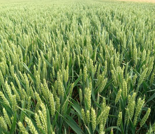 Se venden 3,5 derechos de la Región 1