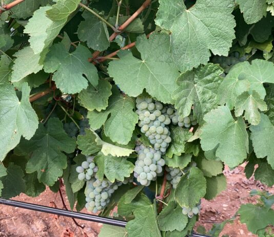 ASAJA se desmarca de la nueva directiva de la Asociación de Viticultores de Rueda