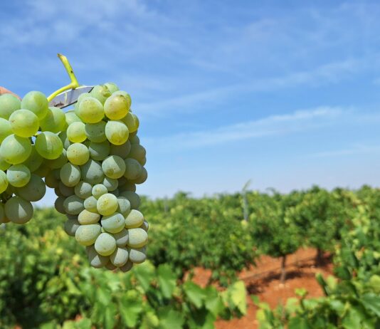 ASAJA Ávila, Segovia y Valladolid apoyan la autorización de 8 nuevas variedades de uva en la D.O. Rueda