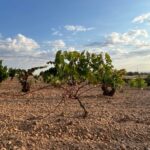 ASAJA Valladolid denuncia que la plaga de conejos en la D.O. Cigales va a acabar con viñedos centenarios de forma permanente e irrecuperable ASAJA Valladolid denuncia que la plaga de conejos en la D.O. Cigales va a acabar con viñedos centenarios de forma permanente e irrecuperable
