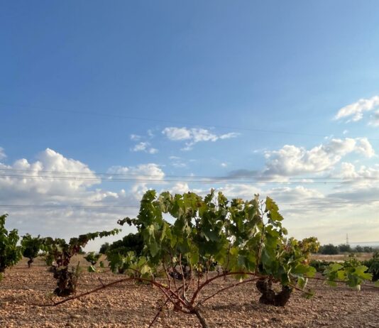 ASAJA Valladolid denuncia que la plaga de conejos en la D.O. Cigales va a acabar con viñedos centenarios de forma permanente e irrecuperable ASAJA Valladolid denuncia que la plaga de conejos en la D.O. Cigales va a acabar con viñedos centenarios de forma permanente e irrecuperable