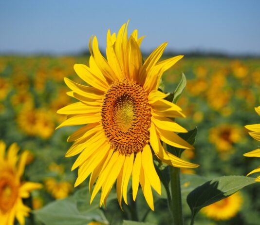 Se necesitan 23 hectáreas de secano que casen con la Región 1 de derechos para meterlo en la PAC Se necesitan 23 hectáreas de secano que casen con la Región 1 de derechos para meterlo en la PAC. Se puede llegar a un acuerdo económico interesante para ambas partes.