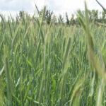 ASAJA Valladolid exige suspender las cotizaciones de la lonja de Valladolid y Palencia ante la crisis de precios del cereal ASAJA Valladolid exige suspender las cotizaciones de la lonja de Valladolid y Palencia ante la crisis de precios del cereal