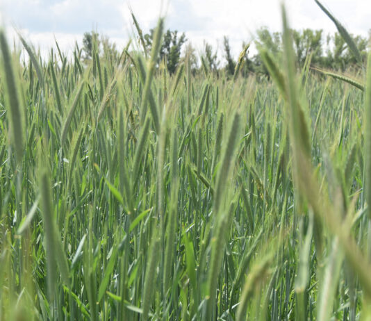 ASAJA Valladolid exige suspender las cotizaciones de la lonja de Valladolid y Palencia ante la crisis de precios del cereal ASAJA Valladolid exige suspender las cotizaciones de la lonja de Valladolid y Palencia ante la crisis de precios del cereal