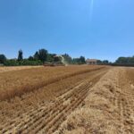 ASAJA Valladolid exige que se cumpla la Ley de la Cadena Alimentaria con el cereal ASAJA Valladolid exige que se cumpla la Ley de la Cadena Alimentaria con el cereal