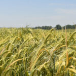 ASAJA Valladolid exige un presupuesto PAC independiente tras su rechazo total al modelo multisectorial ASAJA Valladolid exige un presupuesto PAC independiente tras su rechazo total al modelo multisectorial