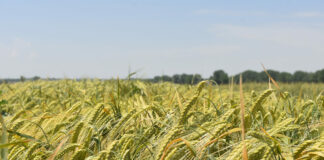 Se venden 1,69 derechos de regadío de la región 7 ASAJA Valladolid exige un presupuesto PAC independiente tras su rechazo total al modelo multisectorial