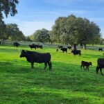 ASAJA Valladolid y Ávila rechazan de forma tajante las llamadas “proteínas alternativas” y defienden la carne como fuente insustituible de alimento NDP ASAJA Valladolid y Ávila rechazan de forma tajante las llamadas “proteínas alternativas”