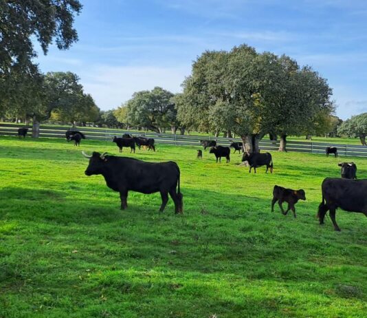 ASAJA Valladolid y Ávila rechazan de forma tajante las llamadas “proteínas alternativas” y defienden la carne como fuente insustituible de alimento NDP ASAJA Valladolid y Ávila rechazan de forma tajante las llamadas “proteínas alternativas”