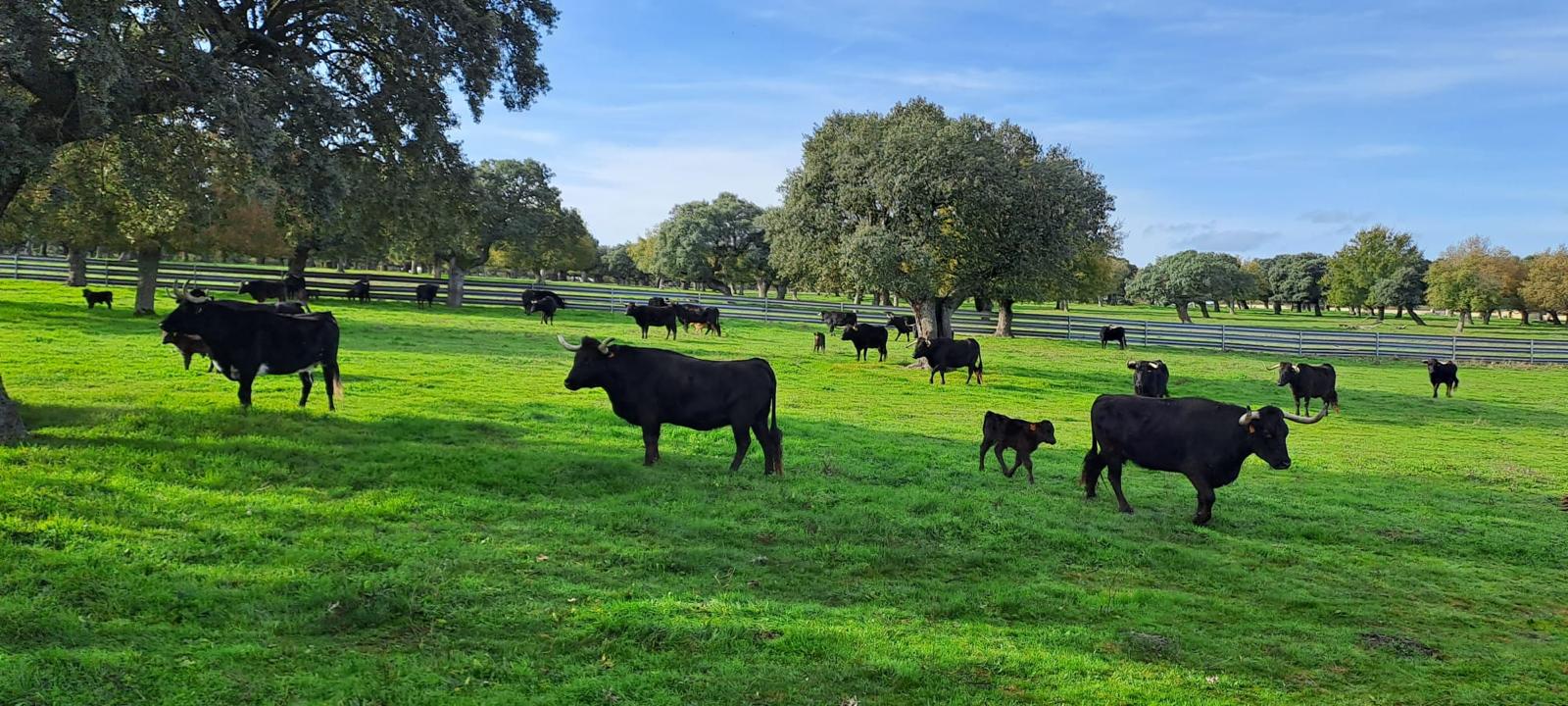 NDP ASAJA Valladolid y Ávila rechazan de forma tajante las llamadas “proteínas alternativas”