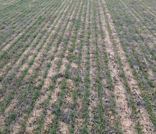 ASAJA Valladolid lanza un curso online de Transición a la Agricultura de Conservación ASAJA Valladolid lanza un curso online de Transición a la Agricultura de Conservación