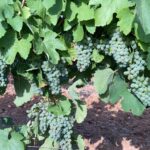 ASAJA pide a las diferentes administraciones, ayudas directas para los afectados por el mildiu ASAJA pide a las diferentes administraciones, ayudas directas para los afectados por el mildiu