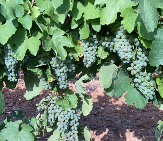 ASAJA pide a las diferentes administraciones, ayudas directas para los afectados por el mildiu ASAJA pide a las diferentes administraciones, ayudas directas para los afectados por el mildiu