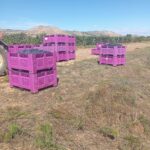 ASAJA Valladolid denuncia que algunas bodegas en la Ribera del Duero ofertan contratos por debajo de los costes de producción ASAJA Valladolid denuncia que algunas bodegas en la Ribera del Duero ofertan contratos por debajo de los costes de producción