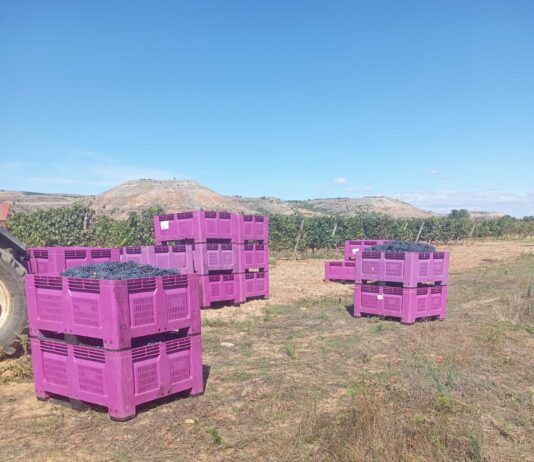 ASAJA Valladolid denuncia que algunas bodegas en la Ribera del Duero ofertan contratos por debajo de los costes de producción ASAJA Valladolid denuncia que algunas bodegas en la Ribera del Duero ofertan contratos por debajo de los costes de producción