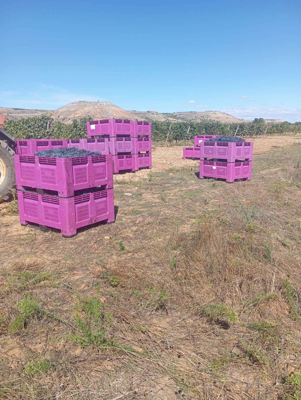 ASAJA Valladolid denuncia que algunas bodegas en la Ribera del Duero ofertan contratos por debajo de los costes de producción