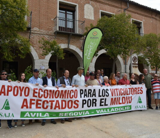 ASAJA continua su lucha por conseguir apoyo económico para los afectados por el mildiu en toda la provincia ASAJA continua su lucha por conseguir apoyo económico para los afectados por el mildiu en toda la provincia