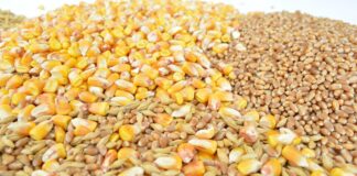 ASAJA Valladolid denuncia que el nuevo acuerdo comercial “modernizado” entre la UE y Ucrania asfixia aún más al campo español ASAJA Valladolid denuncia que el nuevo acuerdo comercial “modernizado” entre la UE y Ucrania asfixia aún más al campo español