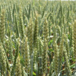 La inacción del Ministerio de Agricultura y Junta de Castilla y León condenan a la ruina al cereal español frente al ‘dumping ucraniano’ La inacción del Ministerio de Agricultura y Junta de Castilla y León condenan a la ruina al cereal español frente al ‘dumping ucraniano’