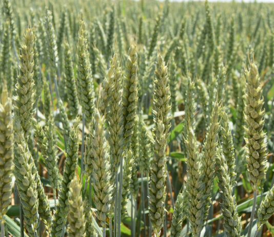 La inacción del Ministerio de Agricultura y Junta de Castilla y León condenan a la ruina al cereal español frente al ‘dumping ucraniano’ La inacción del Ministerio de Agricultura y Junta de Castilla y León condenan a la ruina al cereal español frente al ‘dumping ucraniano’