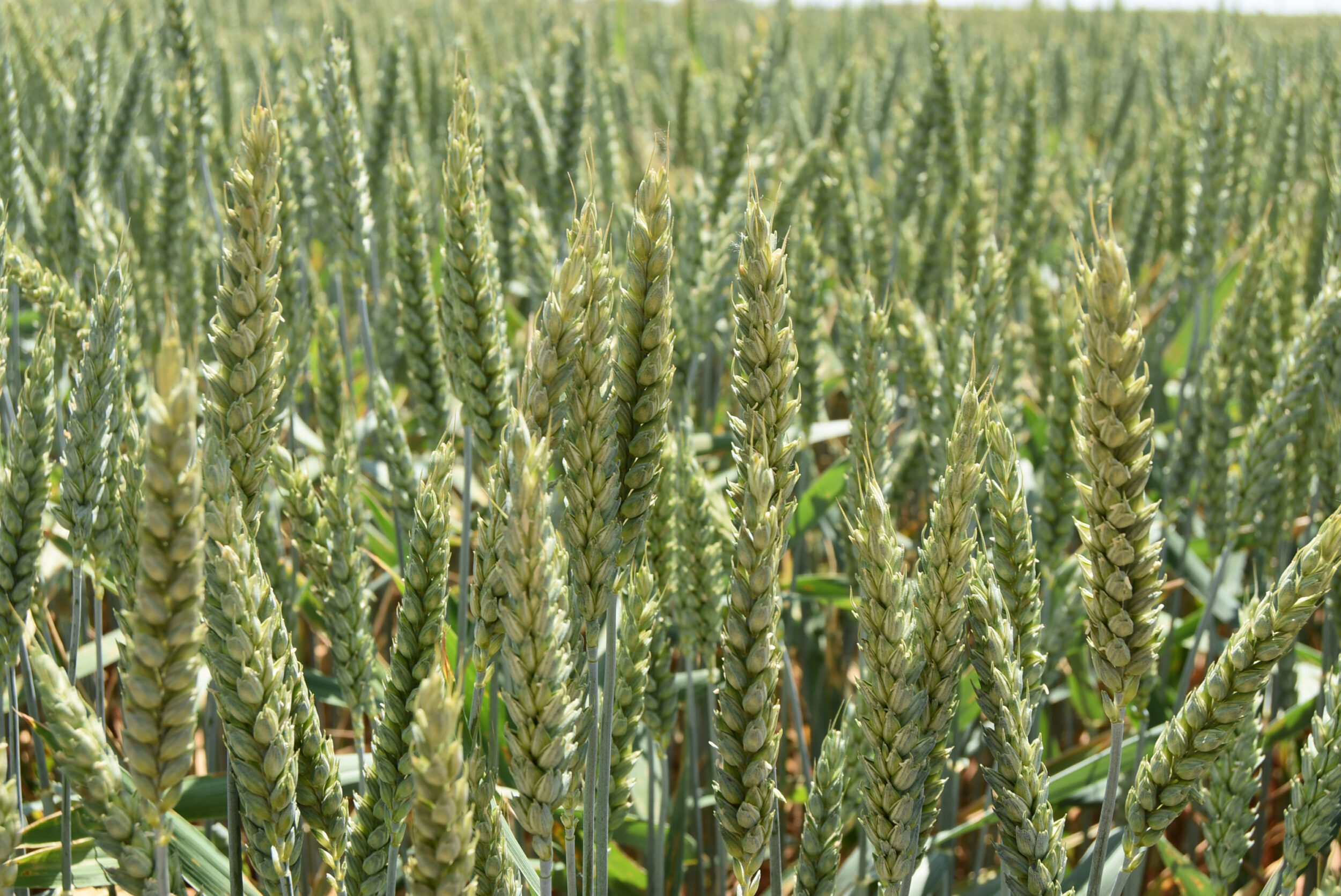 La inacción del Ministerio de Agricultura y Junta de Castilla y León condenan a la ruina al cereal español frente al ‘dumping ucraniano’
