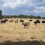 ASAJA exige al Ministerio que garantice la “regionalización” del foco de Dermatosis Nodular Contagiosa detectado en Cataluña y el mantenimiento de las exportaciones de vacuno ASAJA exige al Ministerio que garantice la “regionalización” del foco de Dermatosis Nodular Contagiosa detectado en Cataluña y el mantenimiento de las exportaciones de vacuno