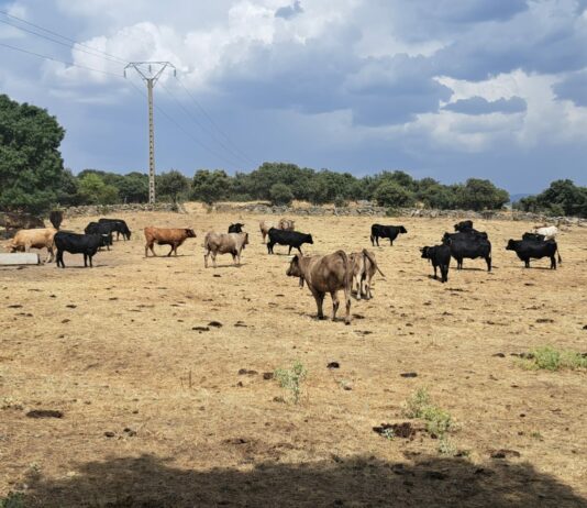 ASAJA exige al Ministerio que garantice la “regionalización” del foco de Dermatosis Nodular Contagiosa detectado en Cataluña y el mantenimiento de las exportaciones de vacuno ASAJA exige al Ministerio que garantice la “regionalización” del foco de Dermatosis Nodular Contagiosa detectado en Cataluña y el mantenimiento de las exportaciones de vacuno