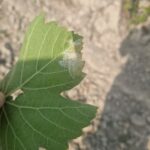 ASAJA Ávila, Segovia y Valladolid piden a la Junta de Castilla y León que apoye a los viticultores frente al mildiu como ya hacen Andalucía y Álava ASAJA Ávila, Segovia y Valladolid piden a la Junta de Castilla y León que apoye a los viticultores frente al mildiu como ya hacen Andalucía y Álava