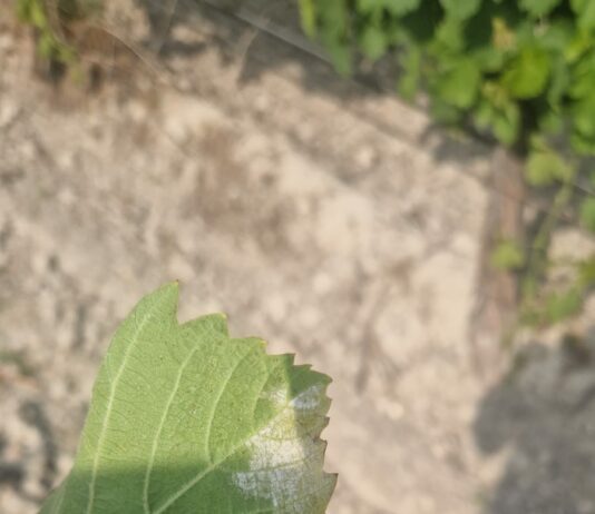 ASAJA Ávila, Segovia y Valladolid piden a la Junta de Castilla y León que apoye a los viticultores frente al mildiu como ya hacen Andalucía y Álava ASAJA Ávila, Segovia y Valladolid piden a la Junta de Castilla y León que apoye a los viticultores frente al mildiu como ya hacen Andalucía y Álava