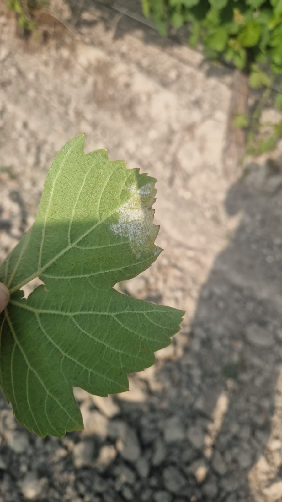 ASAJA Ávila, Segovia y Valladolid piden a la Junta de Castilla y León que apoye a los viticultores frente al mildiu como ya hacen Andalucía y Álava