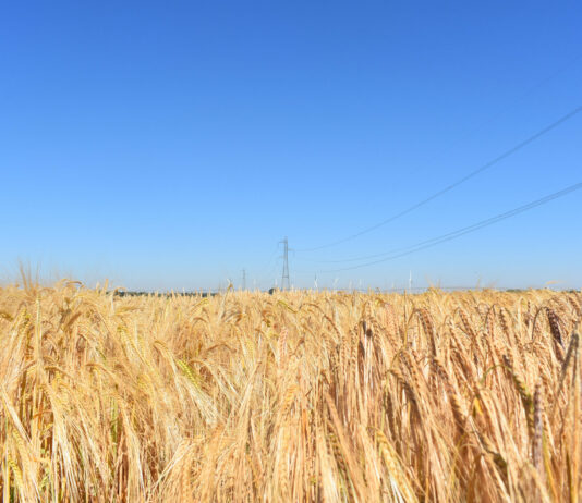 ASAJA Ávila y ASAJA Valladolid reclaman que el campo sea tratado como una prioridad nacional