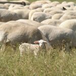 ASAJA Valladolid lamenta las acusaciones sin pruebas contra los agricultores tras descartarse la intoxicación del rebaño trashumante ovejas pastando