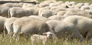 ASAJA Valladolid lamenta las acusaciones sin pruebas contra los agricultores tras descartarse la intoxicación del rebaño trashumante ovejas pastando