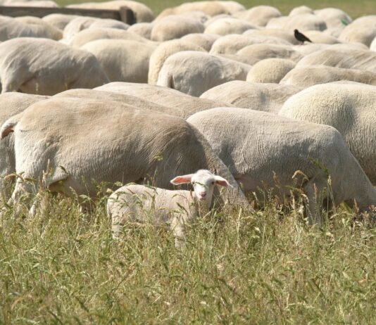ASAJA Valladolid lamenta las acusaciones sin pruebas contra los agricultores tras descartarse la intoxicación del rebaño trashumante ovejas pastando