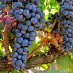 ASAJA Valladolid alerta de que los bajos precios de la uva en la Ribera del Duero ponen en riesgo la rentabilidad de los viticultores