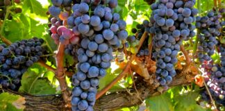 ASAJA Valladolid alerta de que los bajos precios de la uva en la Ribera del Duero ponen en riesgo la rentabilidad de los viticultores
