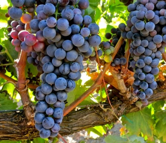 ASAJA Valladolid alerta de que los bajos precios de la uva en la Ribera del Duero ponen en riesgo la rentabilidad de los viticultores